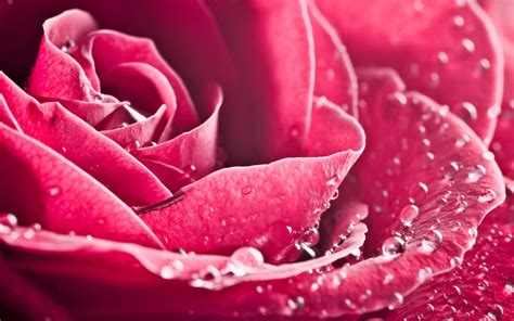 A Beautiful Rose Closeup Wallpaper 2560x1600