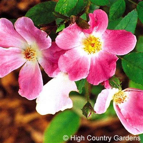 Rosa Nearly Wild Shrub Roses Planting Roses High Country Gardens