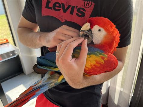 Macaw Birds For Sale Orlando Fl 423354 Petzlover