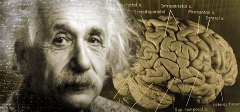 Einsteins Brain Reveals Clues To Genius Unique Anatomy