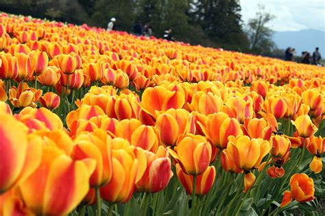 Travel Inn Skagit Valley Tulip Festival Tulip Fields Flower