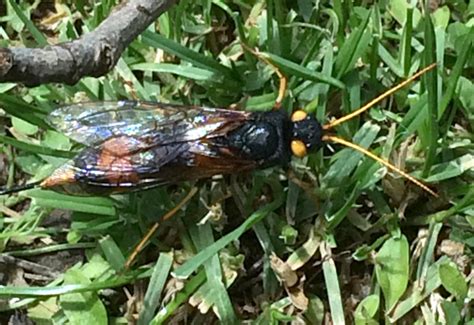 Wood Wasp Rescued From Lake Whats That Bug