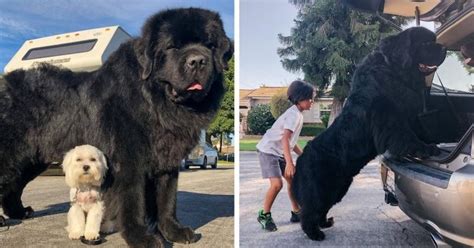 People Are Sharing Their Massive Newfoundlands Dogs And Theyre Amazing