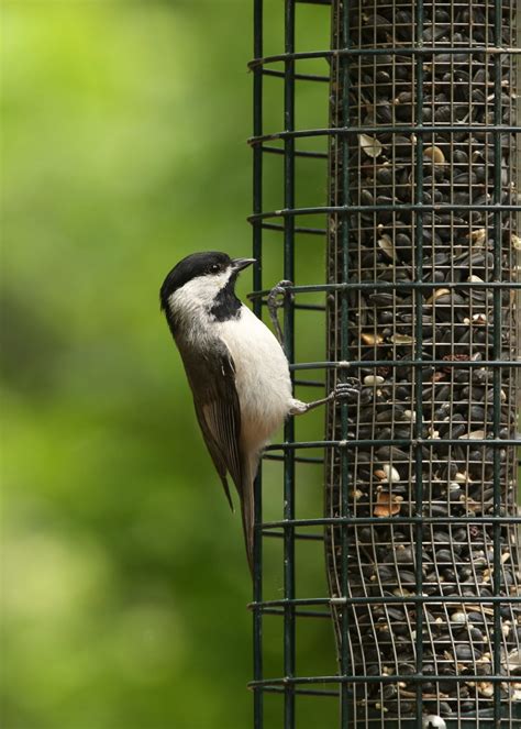 Top 28 Backyard Birds In Indiana Free Picture Id Printable Bird