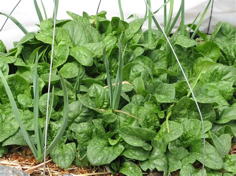 Plantanswers Plant Answers Monstrueux De Viroflay Spinach