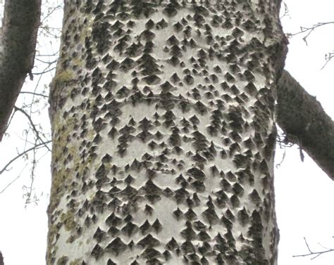 Bark Tree Guide Uk Tree Identification By Type Of Bark