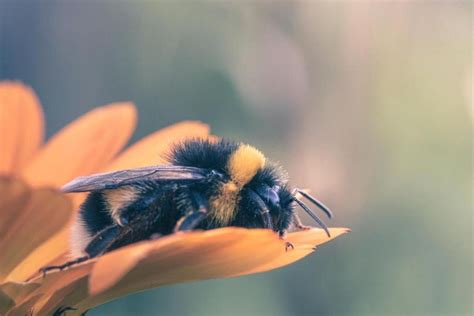 Do Bees Sleep In Flowers Some Species Do Explained Animalkeen