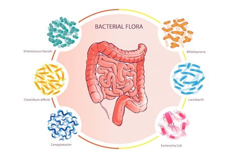 Beneficios De La Flora Bacteriana Intestinal
