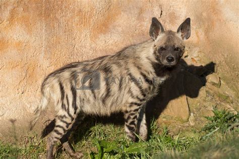 Striped Hyena Spotted Hyena Denver Zoo Bloem Noyince