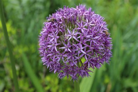 If you want to get rid of bees naturally, the best way would be to make your own bee repellent spray. Best Garden Flowers to Attract Bees - Longfield Gardens