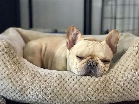 Best 3 French Bulldog Beds A Buyers Guide Happy French Bulldog