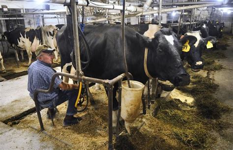 Dairy Industry Braces For A Milk Bust