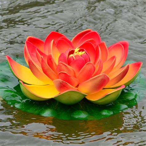 Browse and download the most beautiful flower pictures. Lotus flower in the pond. Today, I want to take the reader ...