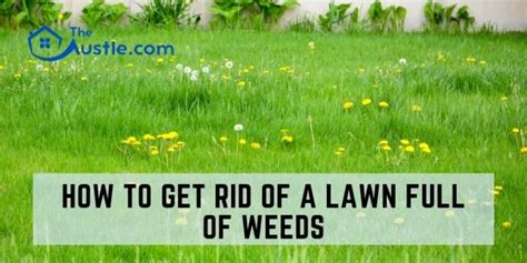 How To Get Rid Of A Lawn Full Of Weeds Effective Ways