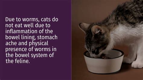 Symptoms Of Worms In Cats Youtube