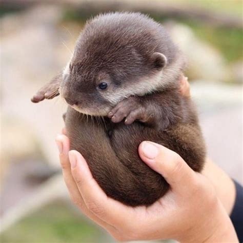 Otterly Cute Baby Otters Baby Animals Cute Animals