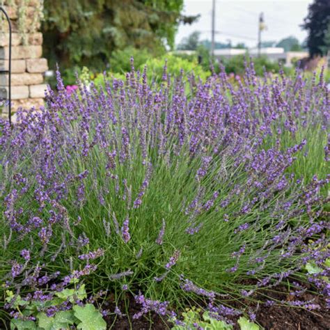 Phenomenal® Lavender Plants And Plugs Lavandula X Intermedia Etsy