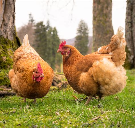 Disease Resistant Poultry Study Identifies Virus Resilient Genes In