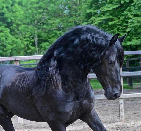 Black Beauty Horses And Dogs Cute Horses Pretty Horses Horse Love
