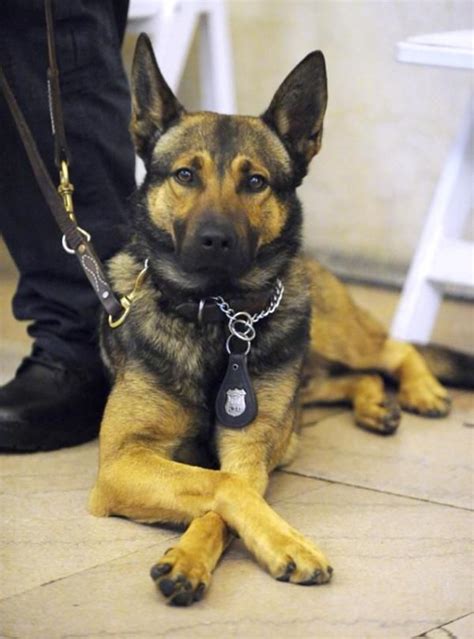 K9 Police Dog Graduation Glen Inspirational