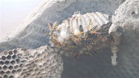 Wasps Under The Roof Lifestyle Of The House Pests Wasps Nest Wild