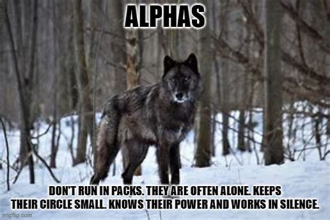 Alphawolf Memes And S Imgflip