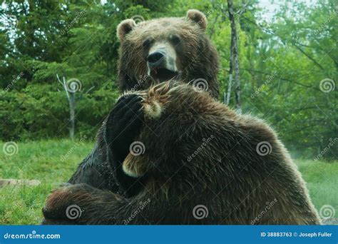 Luta De Dois Ursos Do Urso Brown Imagem De Stock Imagem De Olhar