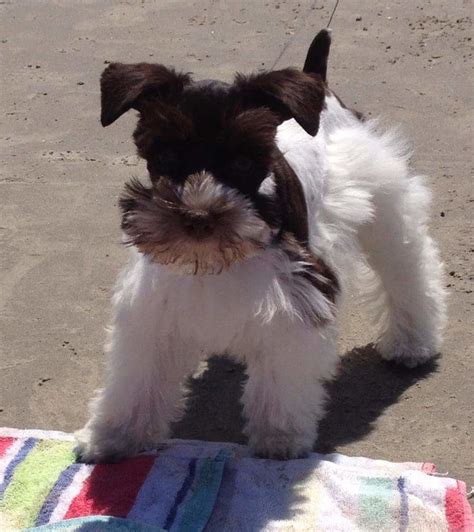 He is very smart, well mannered and protective. Island Schnauzers of Texas | Miniature Schnauzer Breeder ...