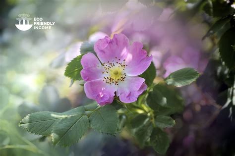 How To Identify And Propagate Wild Rose Rosa Acicularis