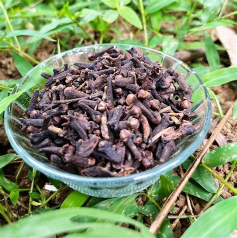 Cloves Health Benefits Uses Nutritious And Side Effects Grampoo