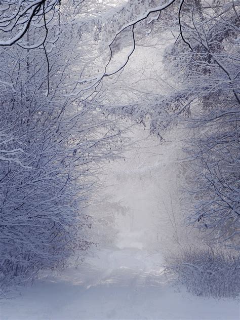 Royalty Free Photo Snow Covered Pathway Between Snow Covered Trees
