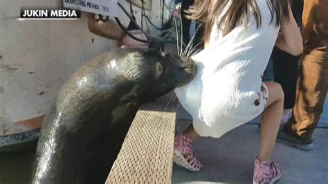 Girl Dragged Into Water By Sea Lion Being Treated For Seal Finger
