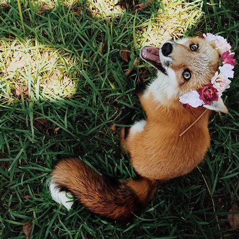 Meet Juniper The Pet Fox Whos Basically An Orange Dog Bored Panda