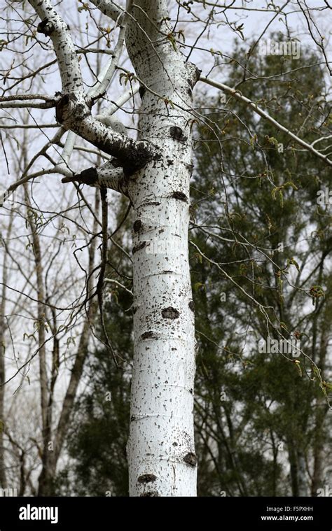 Populus Hopeiensis Chinese Tree Poplar White Bark Trunk Attractive