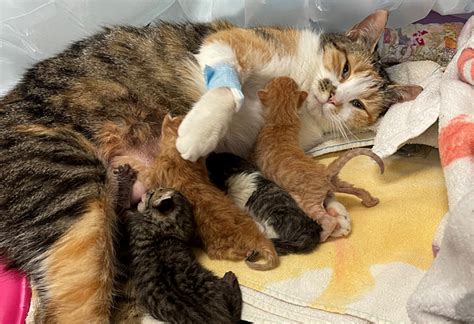 Mama Cat And Kittens Saved During Emergency C Section Anicira