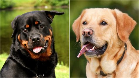 Rottweiler Lab Mix What You Have To Know