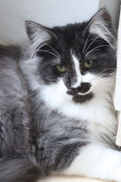 28 Norwegian Forest Cat Grey And White Kitten Furry Kittens