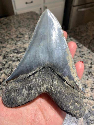 St Marys Watermen Find Megalodon Tooth In The Chesapeake Bay The Baynet