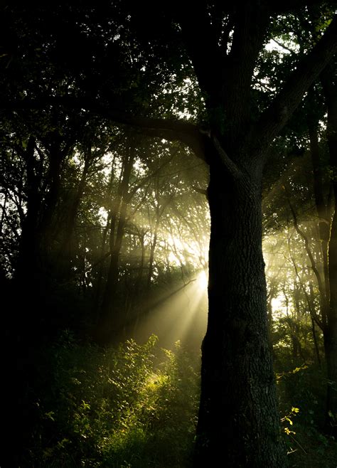 Free Images Tree Nature Forest Grass Branch Light Sun Fog