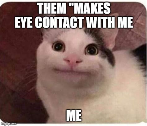 Polite Cat Memes Gifs Imgflip