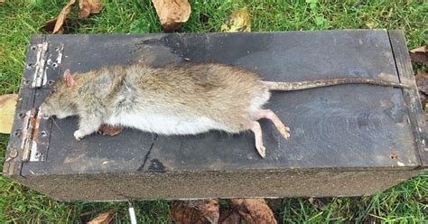 Horrified Pest Controller Claims He Has Caught The Uks Biggest Ever