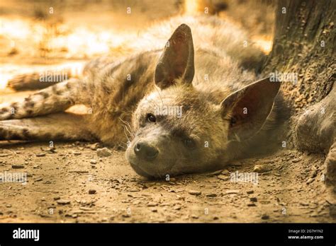 Spotted Hyena From South Africa Lying On The Ground And Resting And