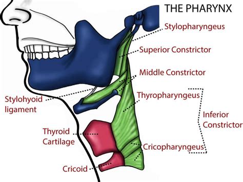 Figure Pharynx Contributed By T Silappathikaram Statpearls Ncbi