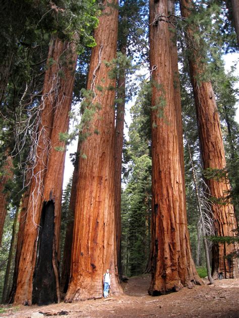 Images Of Giant Redwood Trees 40 Giant Sequoia Sequoiadendron
