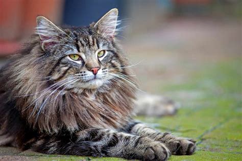 Top 48 Image Domestic Long Haired Cat Vn