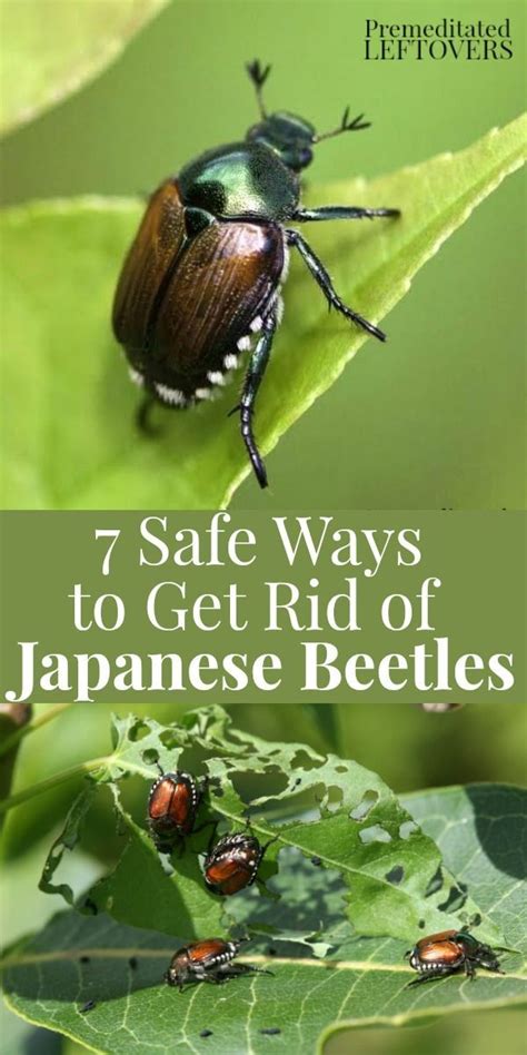 Want To Repel Japanese Beetles Try These 7 Safe Ways To Get Rid Of