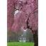 Where To See Cherry Blossoms In Philadelphia Peak Bloom 2021