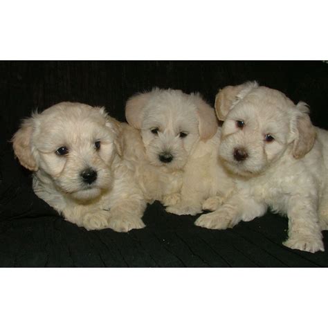 Puppies For Sale Schnoodle All Sizes Schnoodles Fcategory