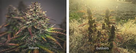 Growing Cannabis The Basics Farmer Jane Cannabis Co