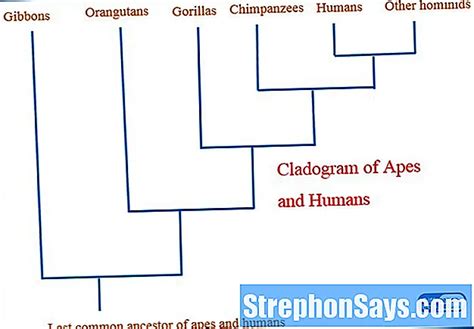 Diferencia Entre Cladograma Y árbol Filogenético Wiki Ùtil Compare La